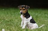 PARSON RUSSEL TERRIER 198